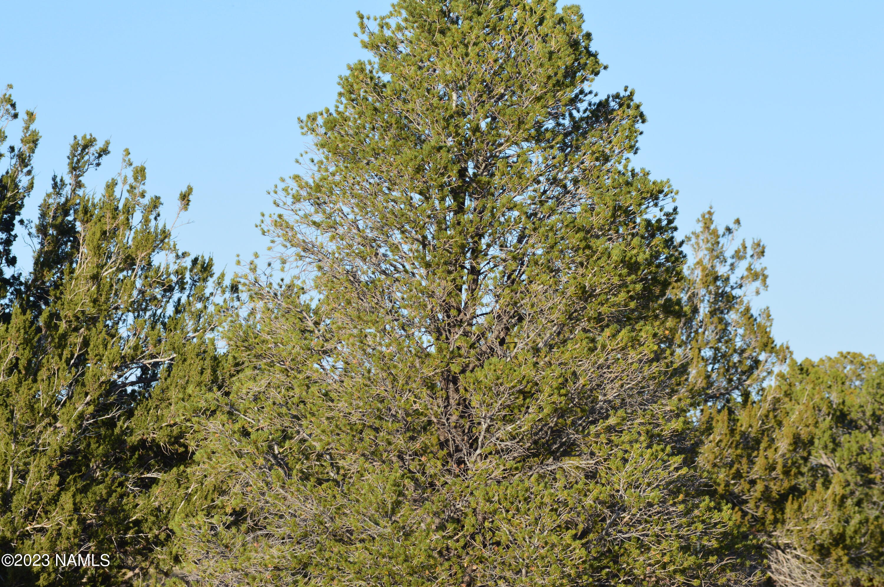 3699 Palmdale Road, Unit 11 Williams, AZ 86046 - Photo 9 of 10 DSC_0170