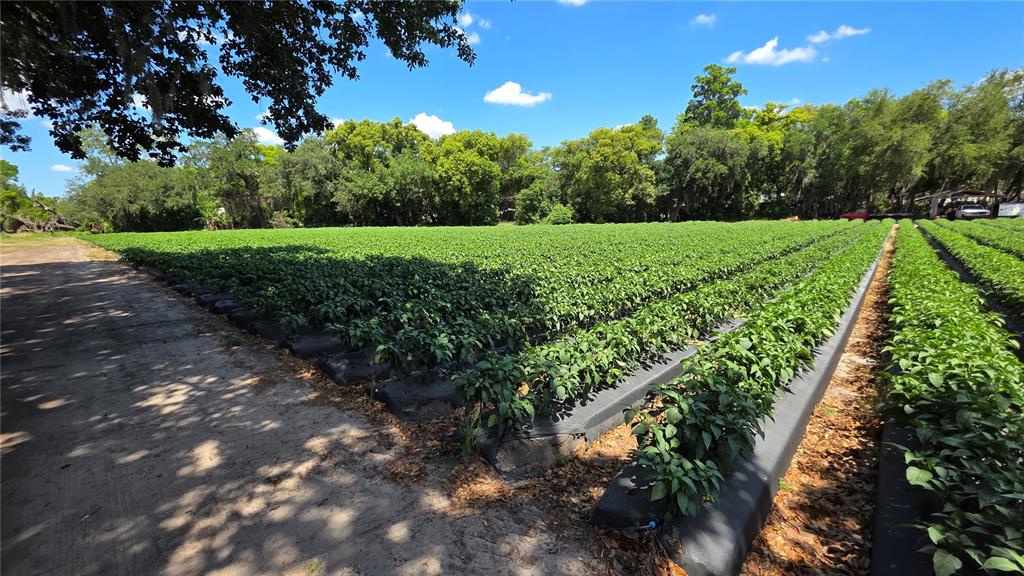 Gallagher Road Dover, FL 33527 - Photo 10 of 13 a view of a garden with a tree