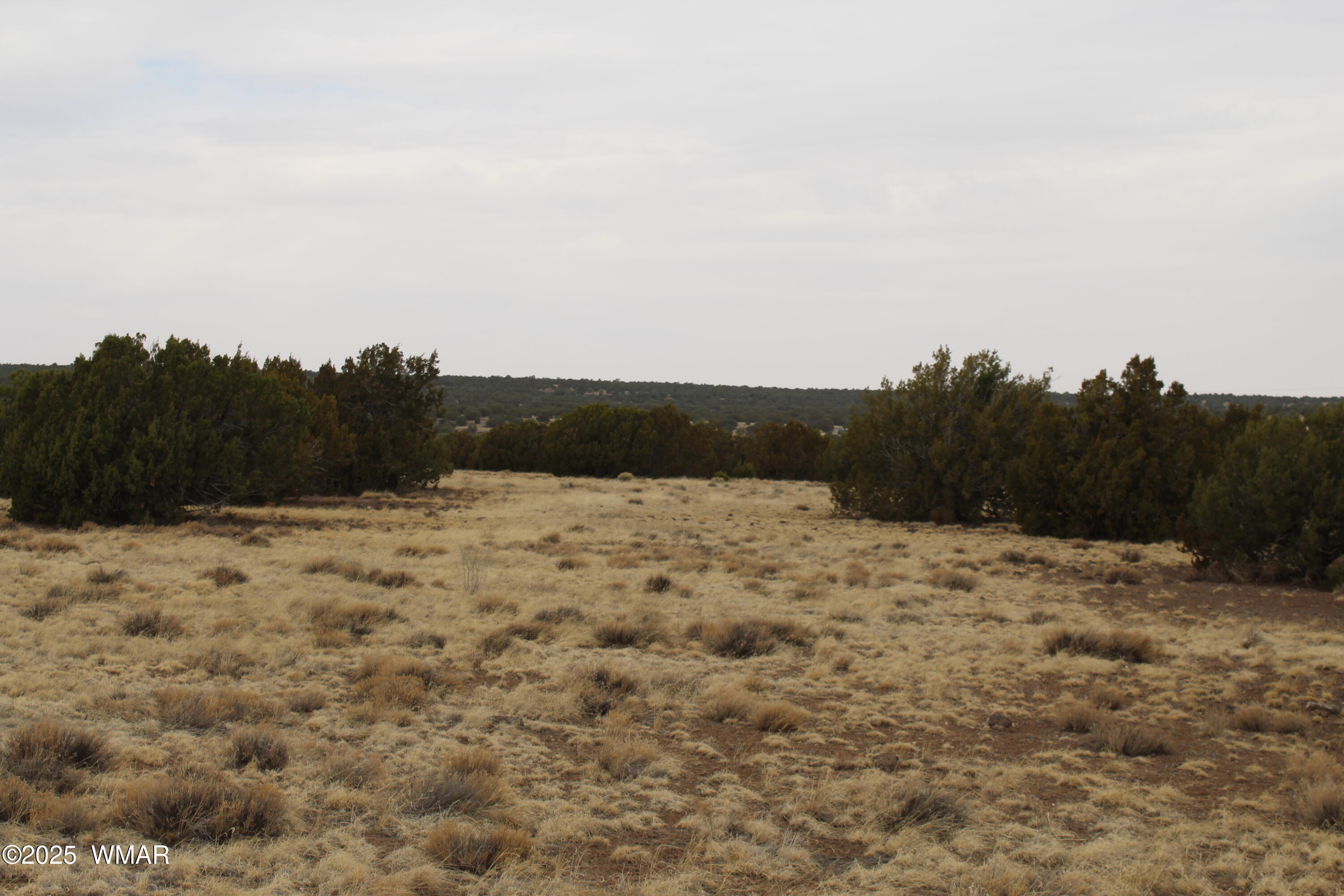 21 County Road Concho, AZ 85924 - Photo 11 of 22 a view of outdoor space yard