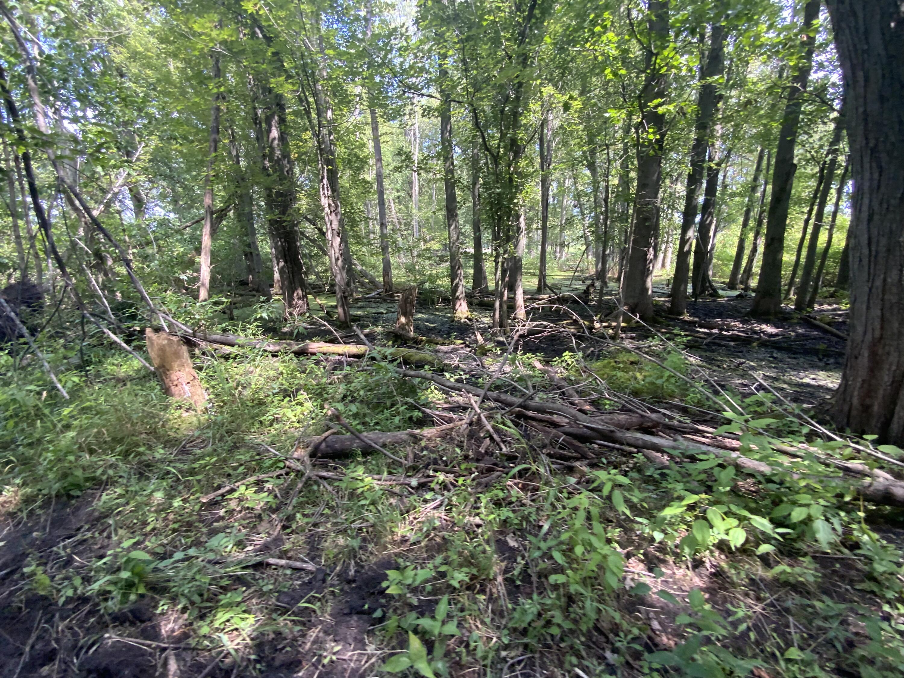 4350 Bailey Road Jackson, MI 49201 - Photo 35 of 42 IMG_1092