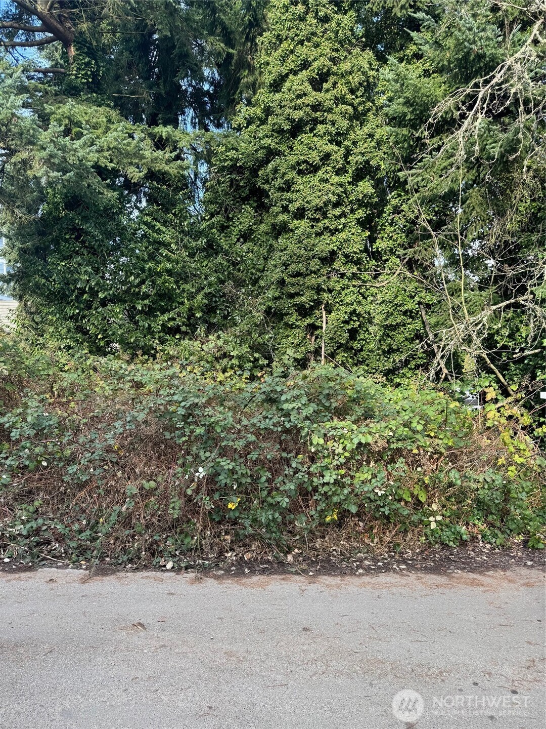 a view of a road with a plant