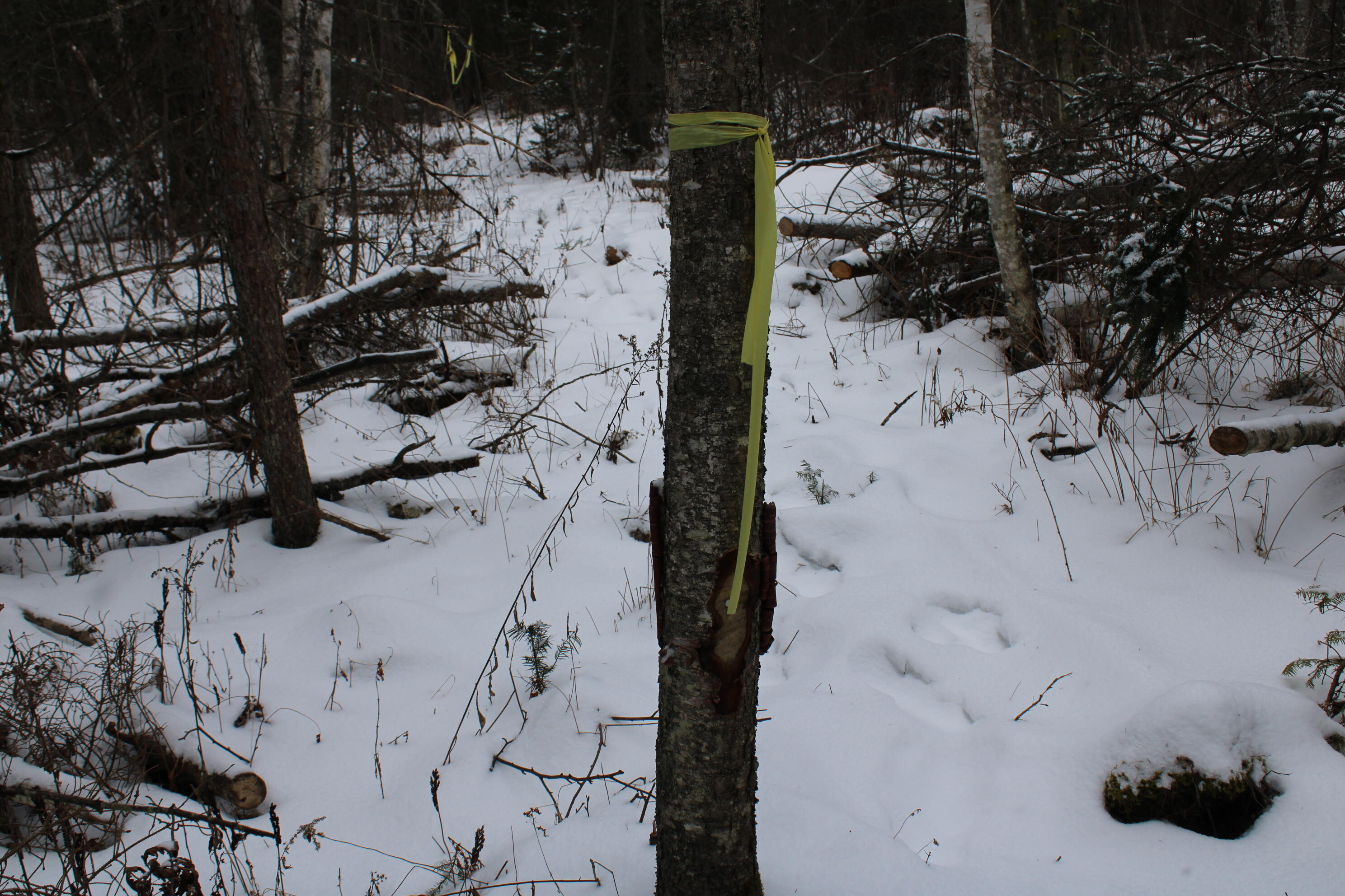 -vl North County Line Road Farwell, MI 48622 - Photo 26 of 36 IMG_4075