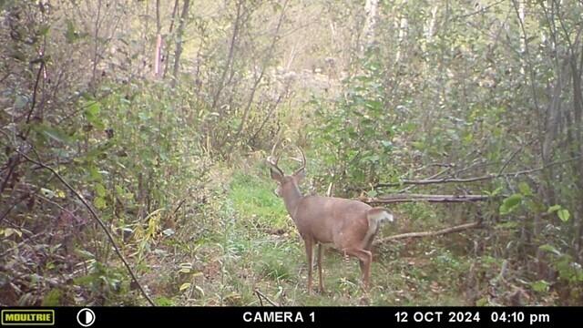 -vl North County Line Road Farwell, MI 48622 - Photo 35 of 36 thumbnail_MFDC0306