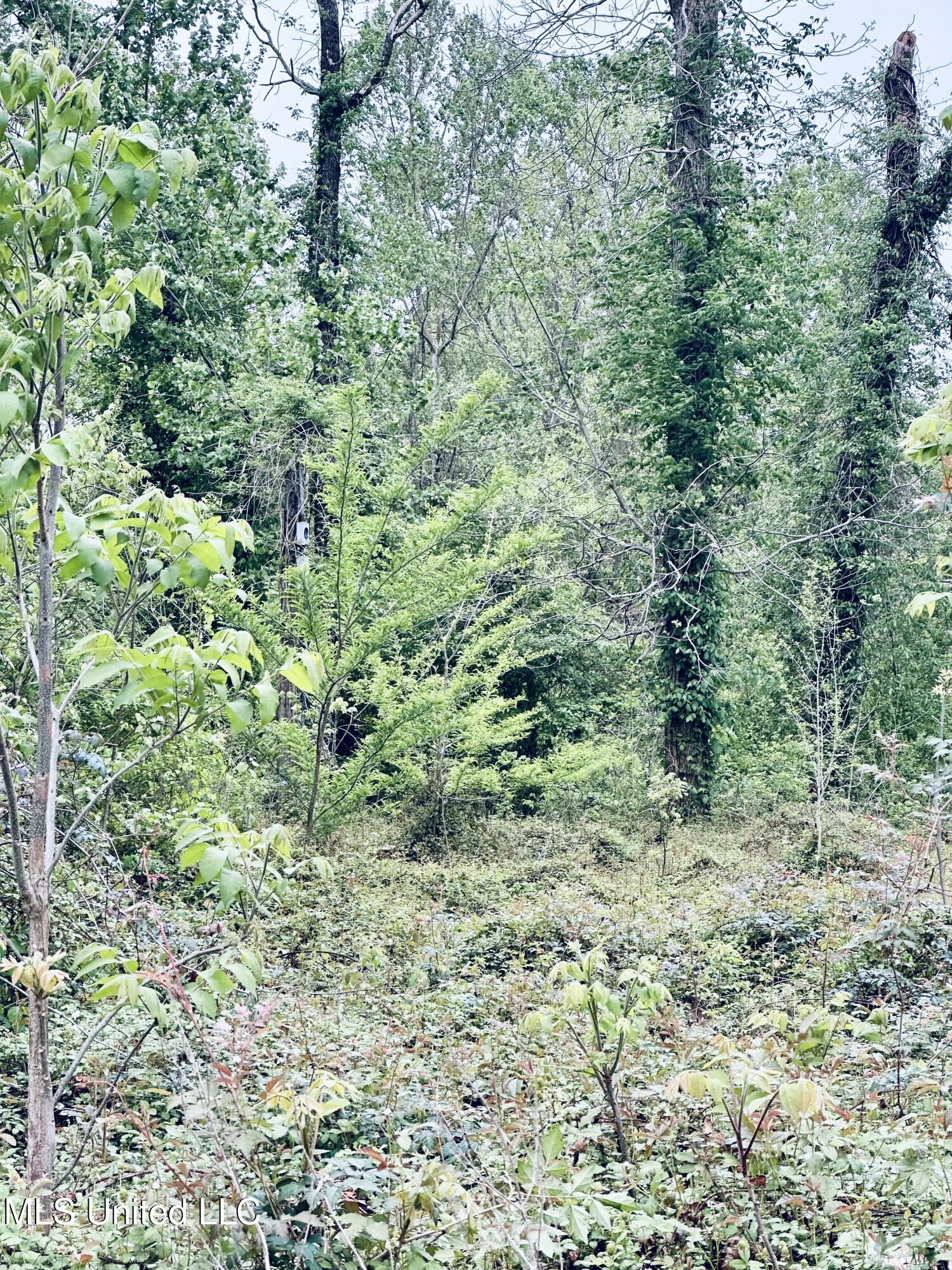 Pecan Grove Road Woodville, MS 39669 - Photo 3 of 5 IMG_0160