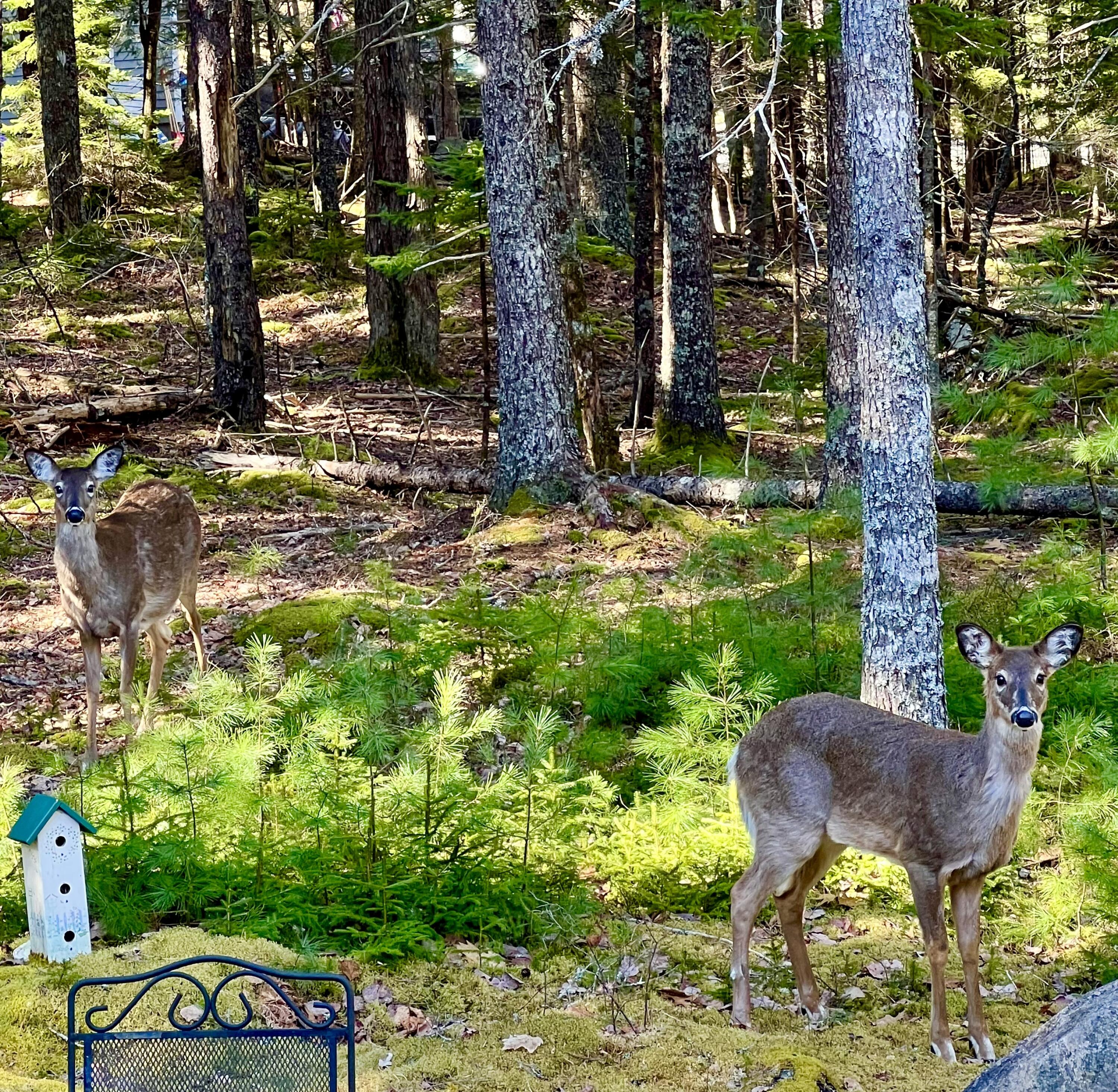 82 Beech Hill Road Mount Desert, ME 04660 - Photo 48 of 58 Sweet wild life!