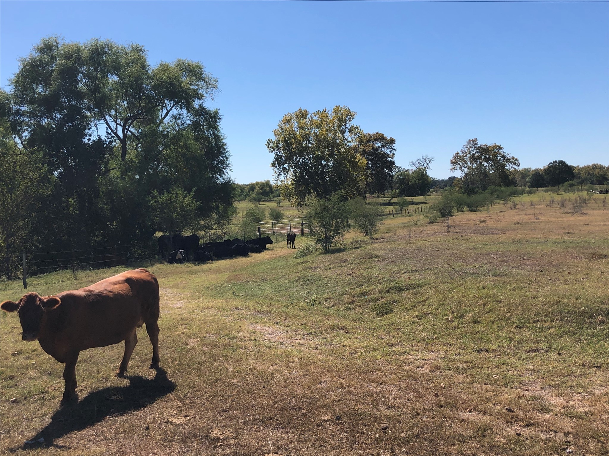 4390 Ih 10 Columbus, TX 78934 - Photo 12 of 13 a backyard of a house with table and chairs