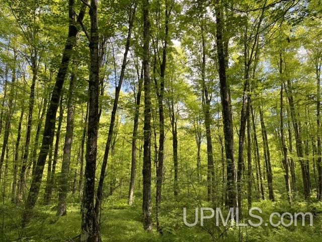 40-acres New DNR Road Crystal Falls, MI 49920 - Photo 19 of 46