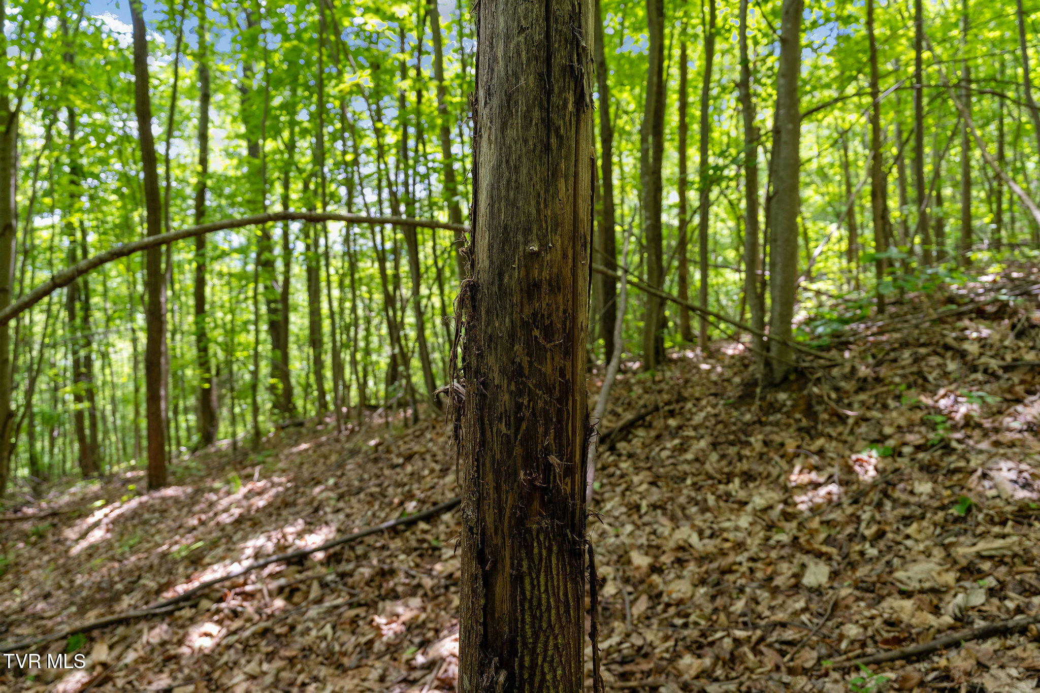 Tbd Wattenbarger Gap Road Greeneville, TN 37745 - Photo 38 of 41 DSC08346