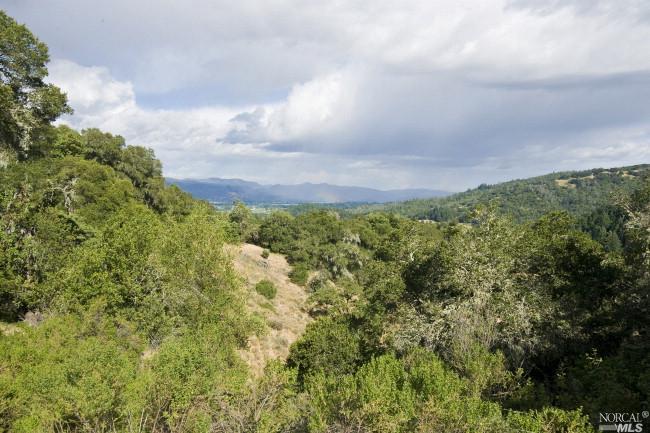 a view of a bunch of trees and bushes