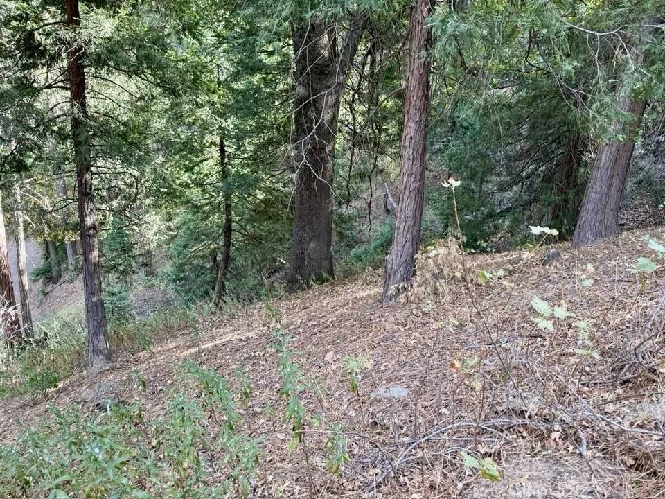 0 Burnt Mill Canyon Road Cedarpines Park, CA 92322 - Photo 7 of 13 a view of a forest filled with trees