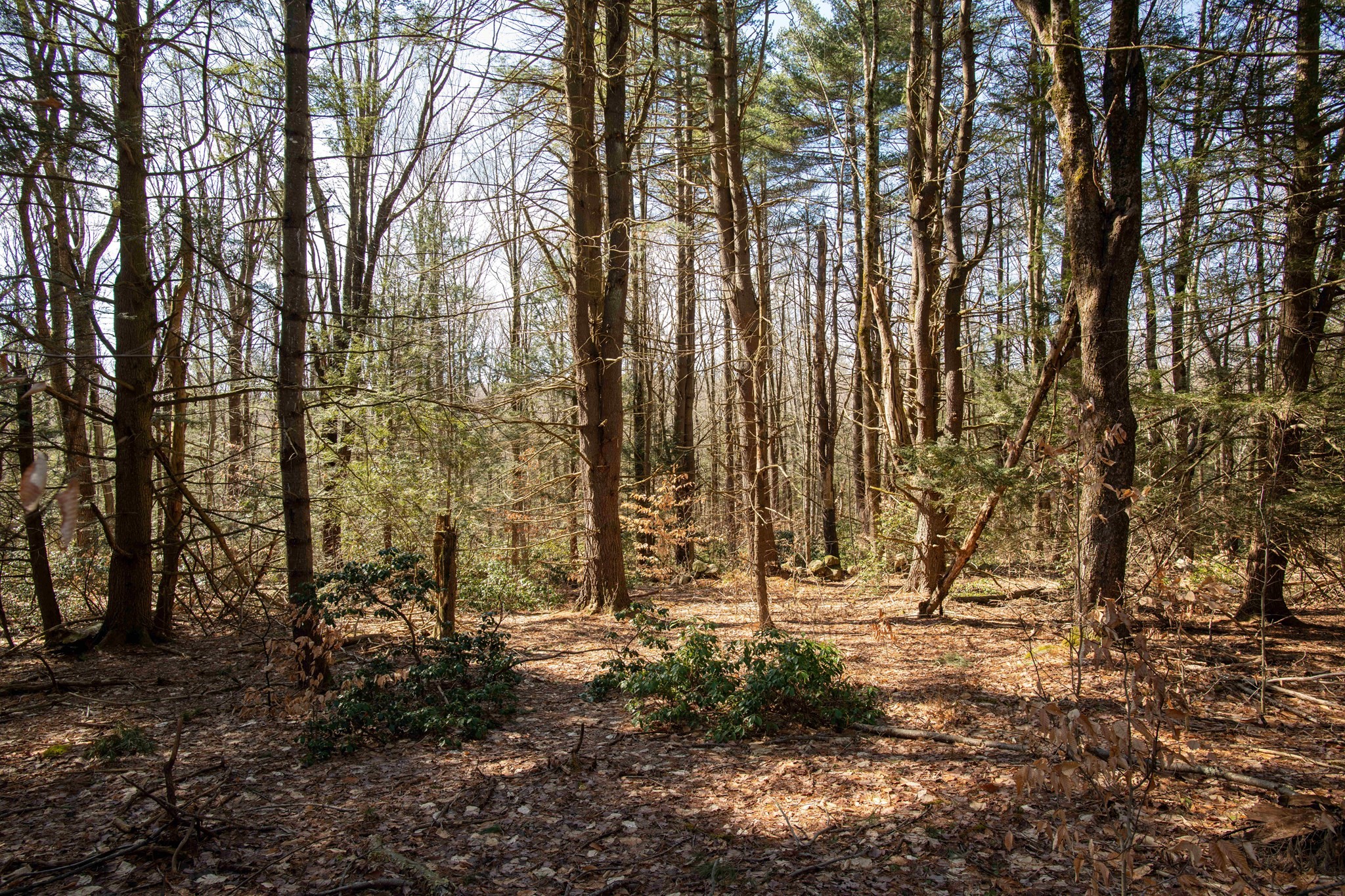 115 Lyon Hill Road Chester, MA 01011 - Photo 17 of 19 Gallery Image 17