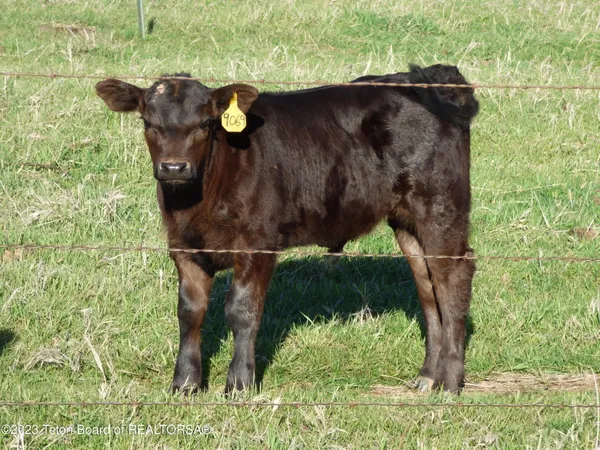 $15,950,000 | 140 Cow Camp Road, Sundance, WY 82729