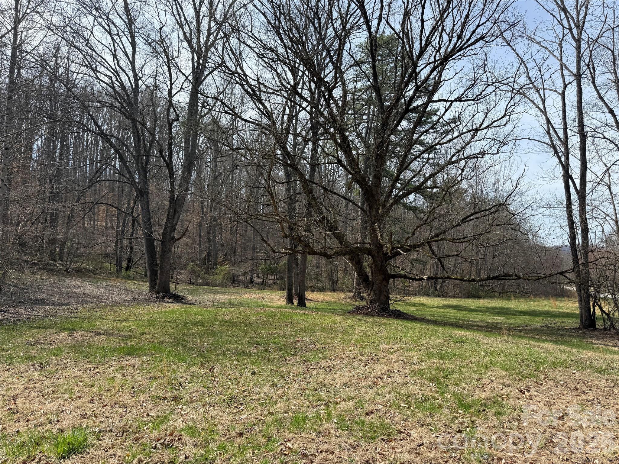 a view of yard with trees