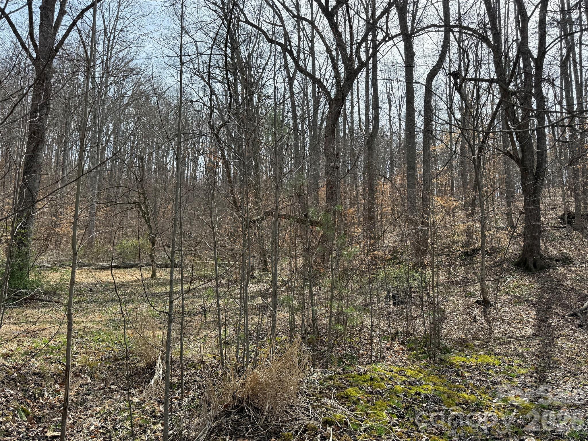 57 North Fork Road Barnardsville, NC 28709 - Photo 11 of 11 a view of a yard with trees