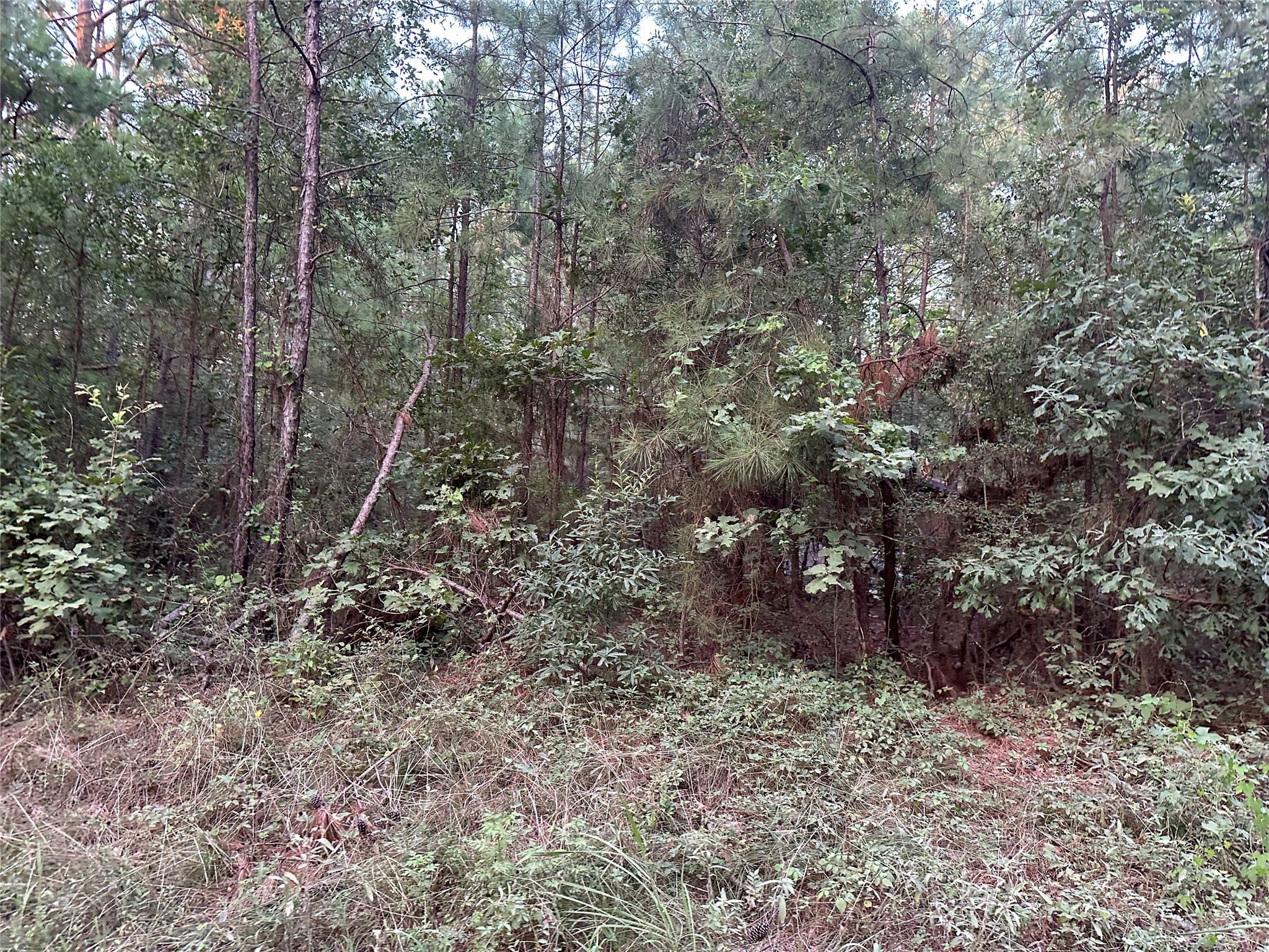 2103 Jenkins Road Coldspring, TX 77331 - Photo 11 of 24 a view of a forest that has a tree
