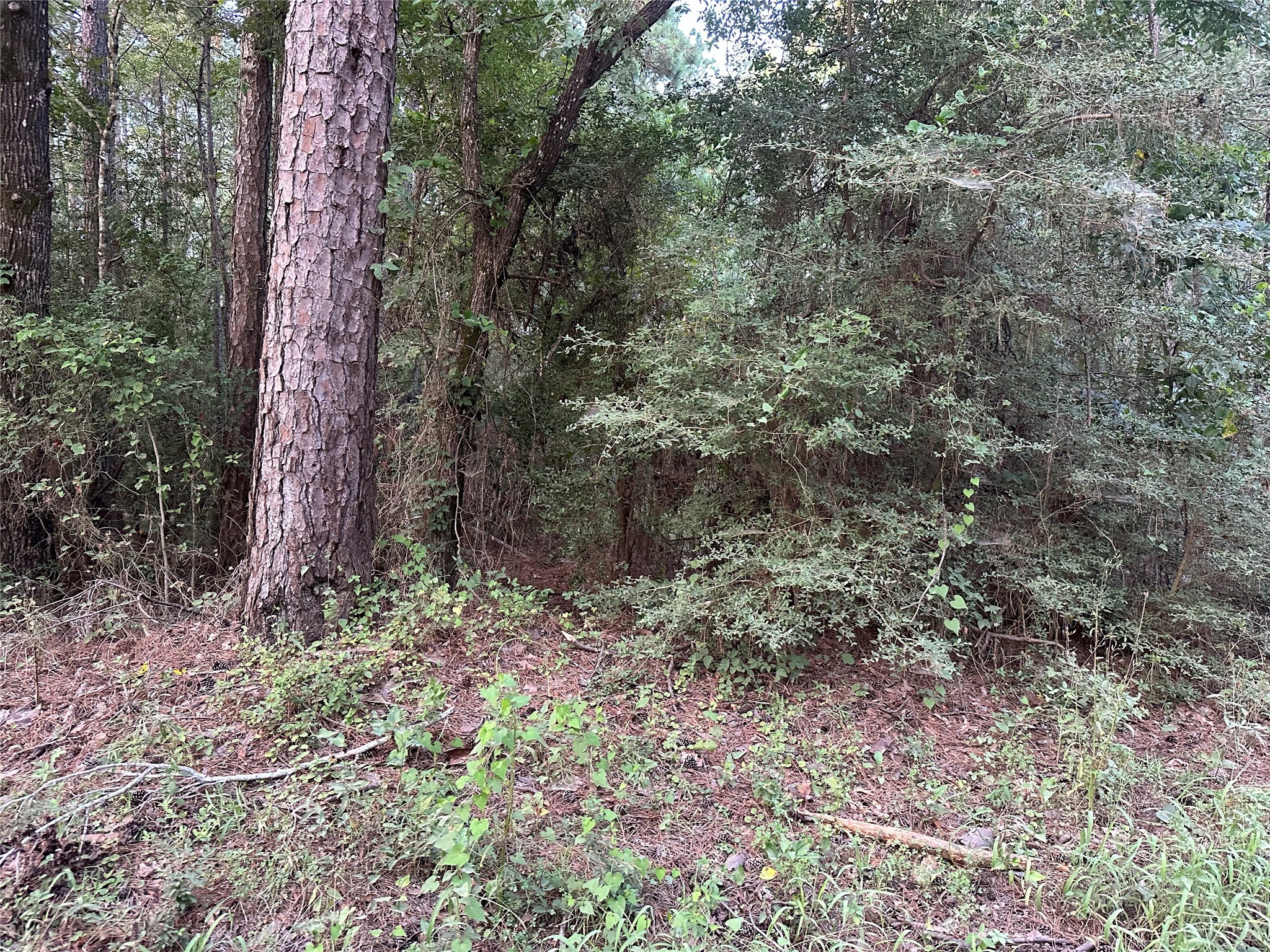 2103 Jenkins Road Coldspring, TX 77331 - Photo 12 of 24 a view of a forest