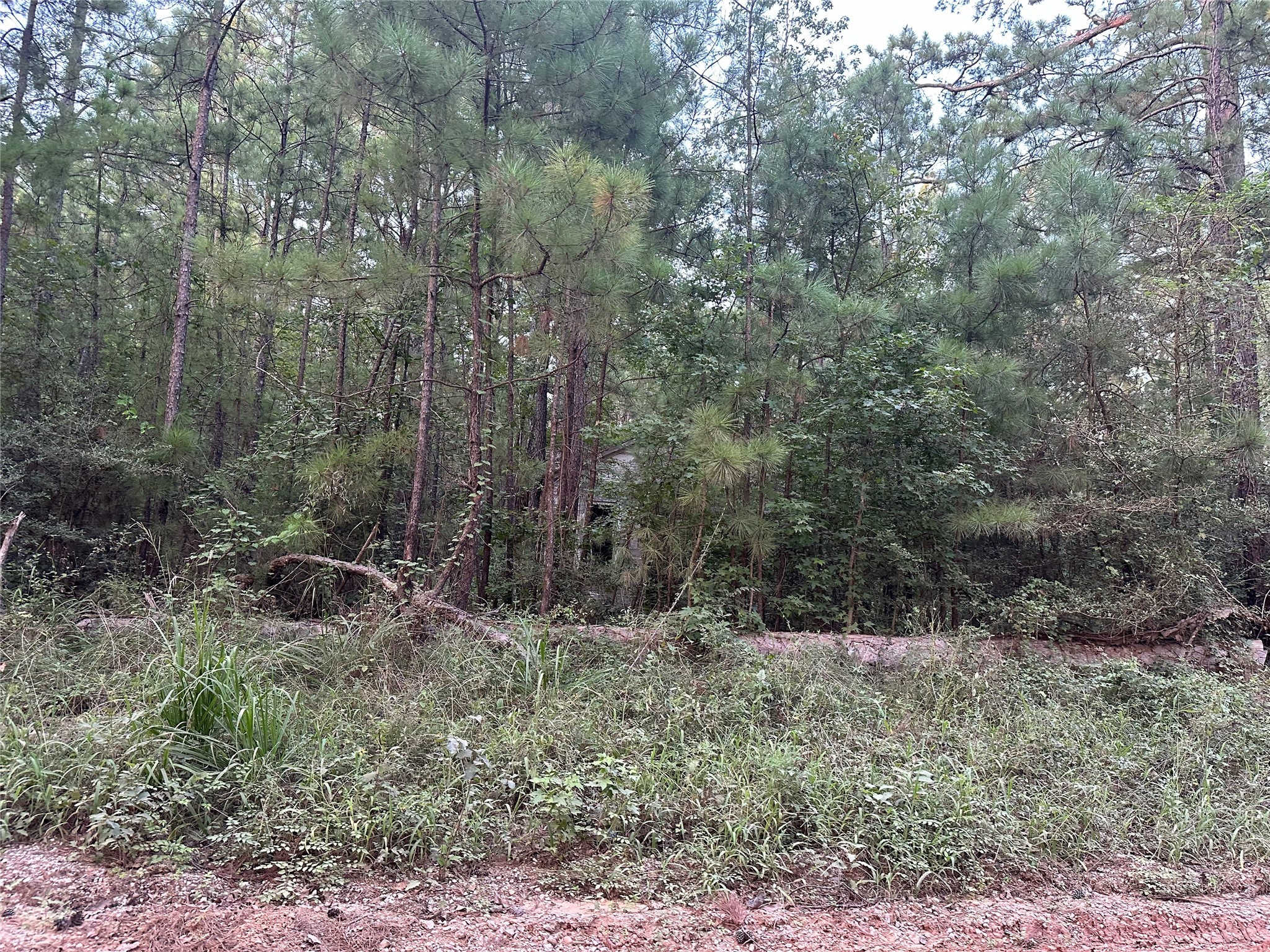 2103 Jenkins Road Coldspring, TX 77331 - Photo 13 of 24 a view of a forest with trees in the background