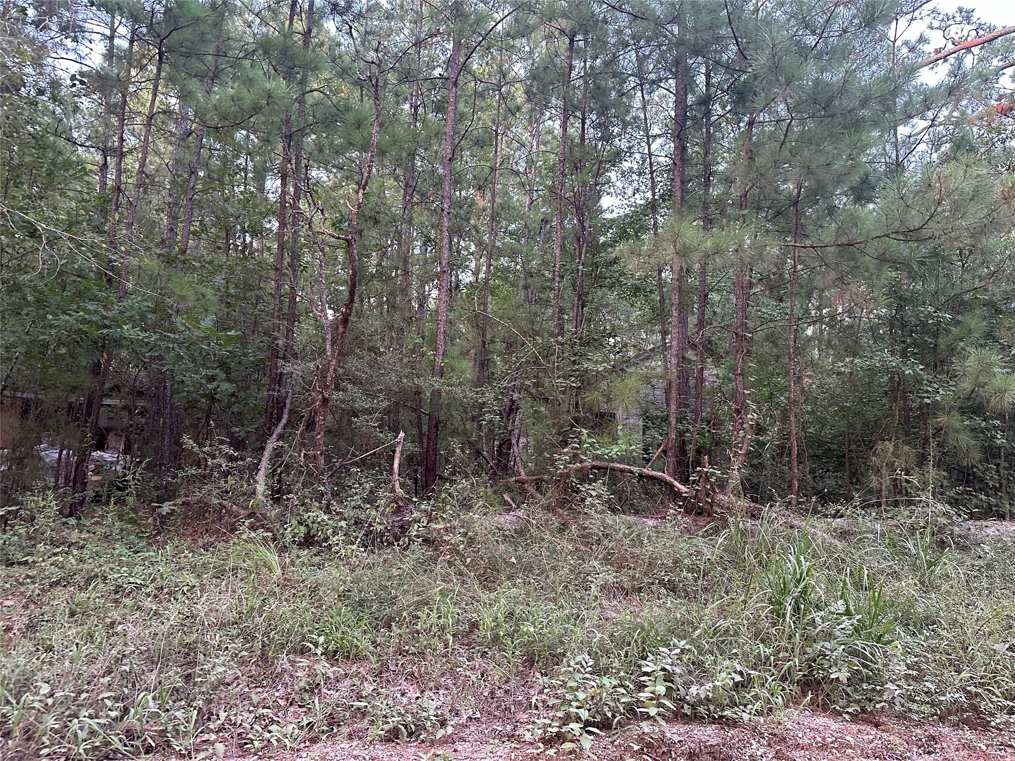 2103 Jenkins Road Coldspring, TX 77331 - Photo 14 of 24 a view of forest