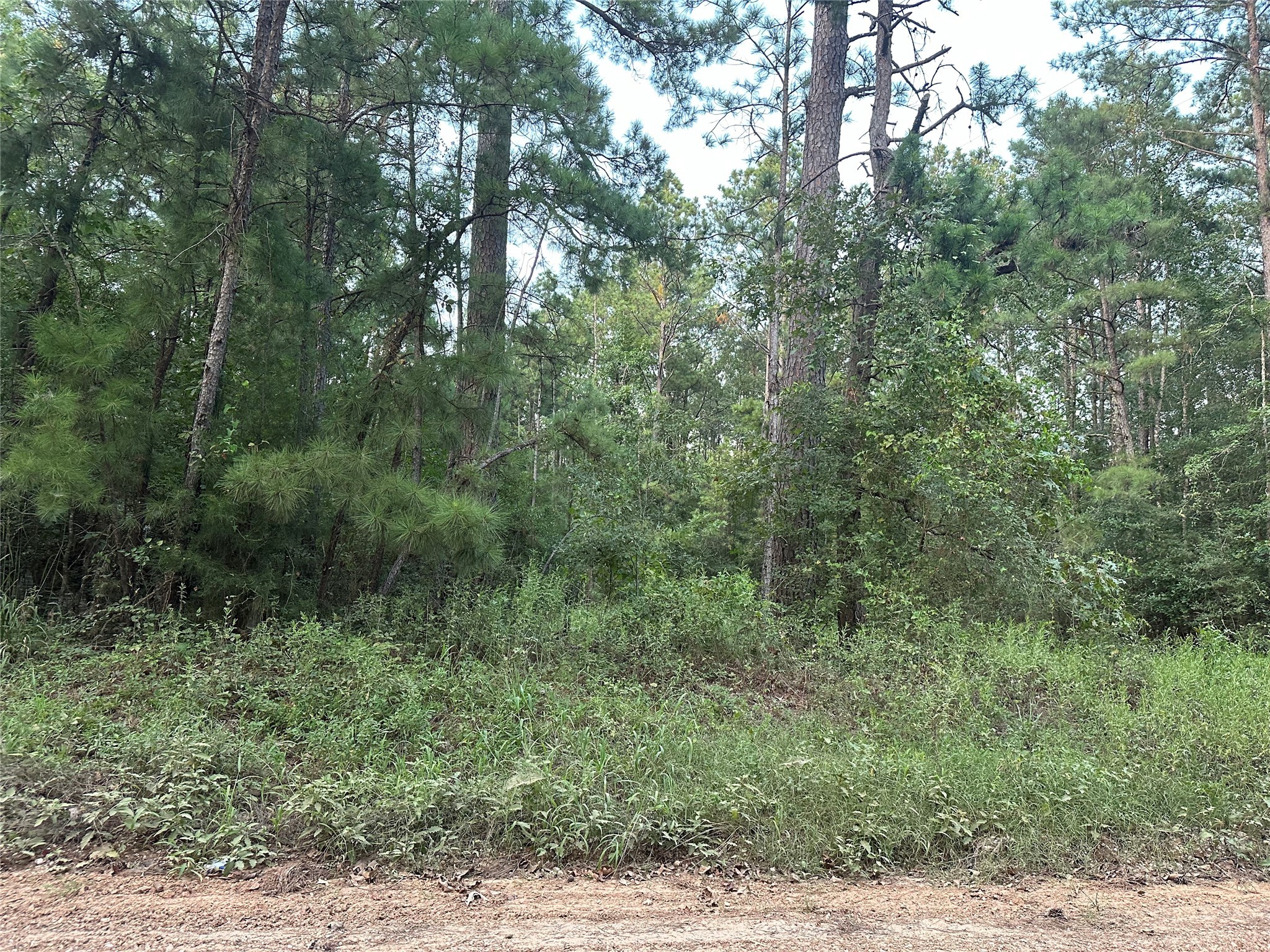 2103 Jenkins Road Coldspring, TX 77331 - Photo 15 of 24 a view of a lush green forest