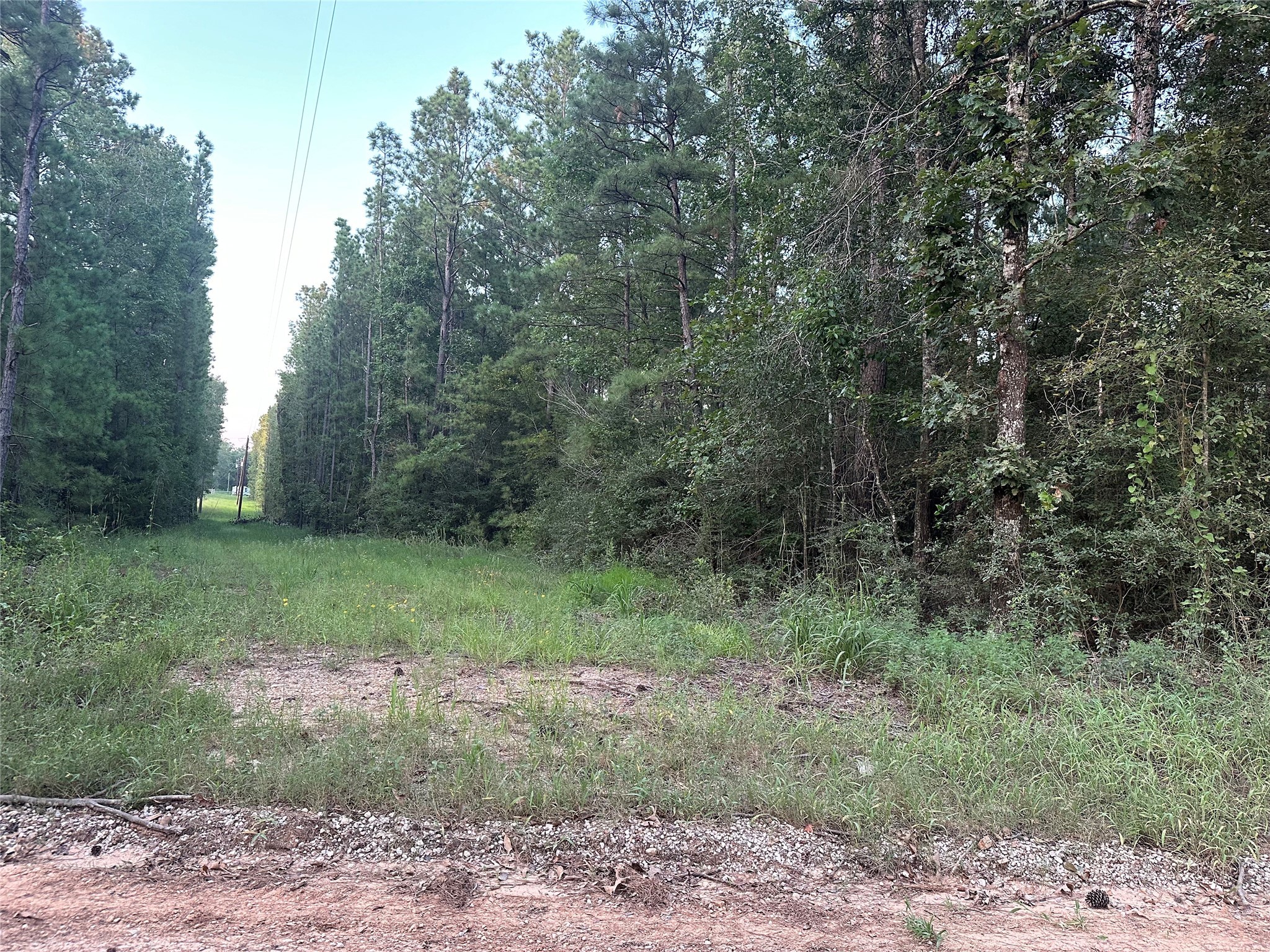 2103 Jenkins Road Coldspring, TX 77331 - Photo 16 of 24 a view of a forest with trees in the background