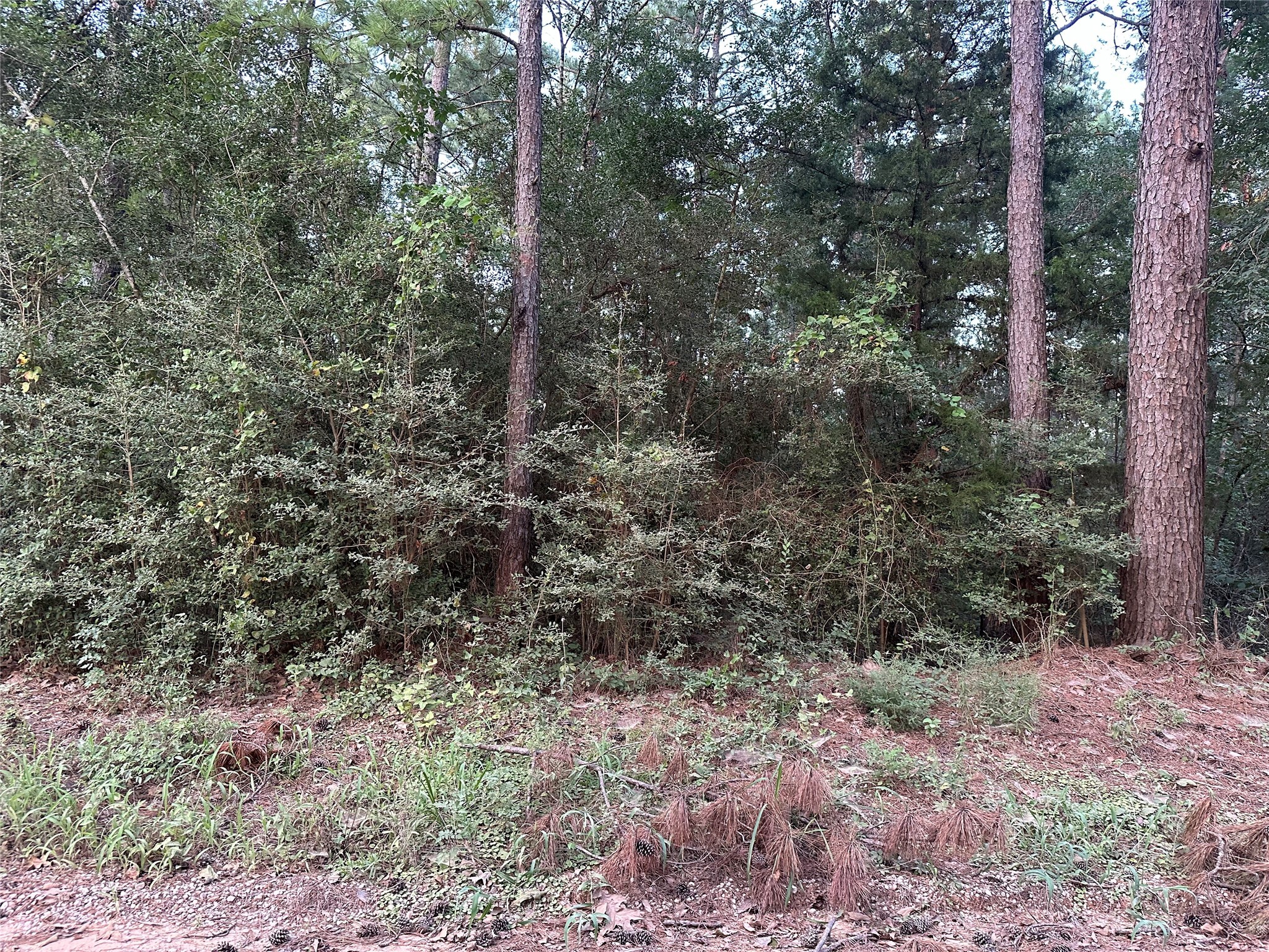 2103 Jenkins Road Coldspring, TX 77331 - Photo 17 of 24 a view of a forest with trees in the background