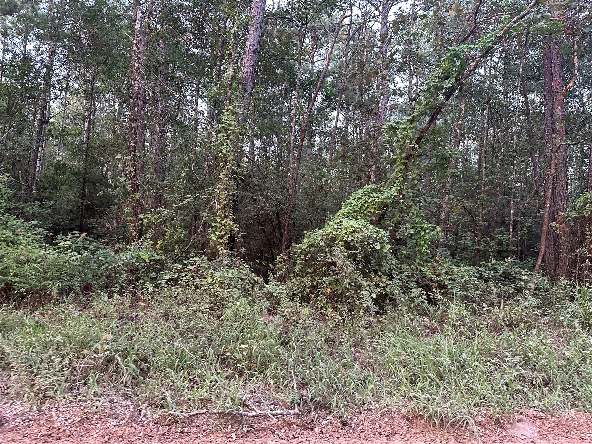 2103 Jenkins Road Coldspring, TX 77331 - Photo 18 of 24 a view of a forest with trees in the background