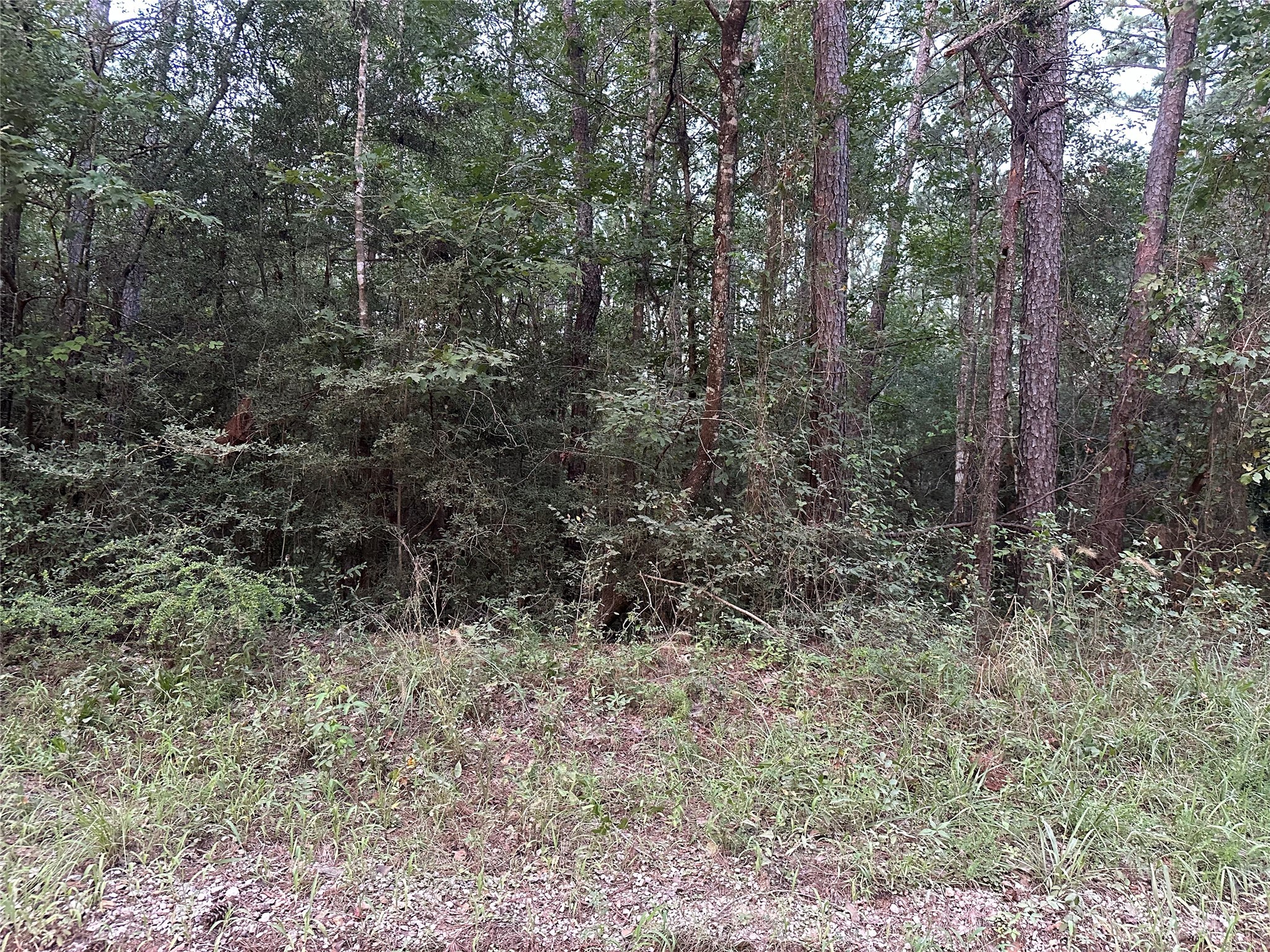 2103 Jenkins Road Coldspring, TX 77331 - Photo 19 of 24 a view of a forest with trees in the background