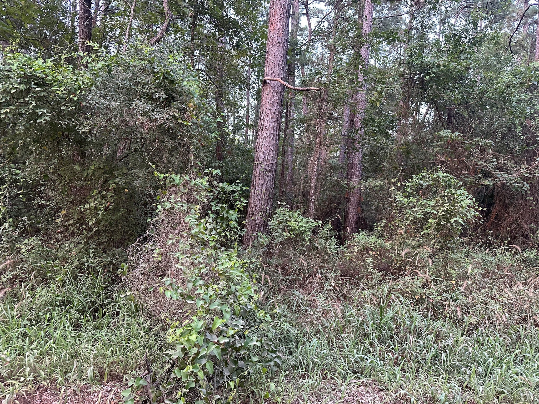 2103 Jenkins Road Coldspring, TX 77331 - Photo 20 of 24 a flag is sitting in the middle of forest