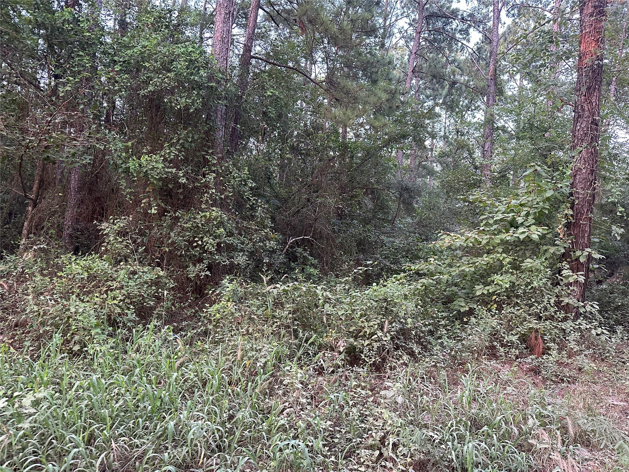 2103 Jenkins Road Coldspring, TX 77331 - Photo 21 of 24 a view of a forest with lots of trees