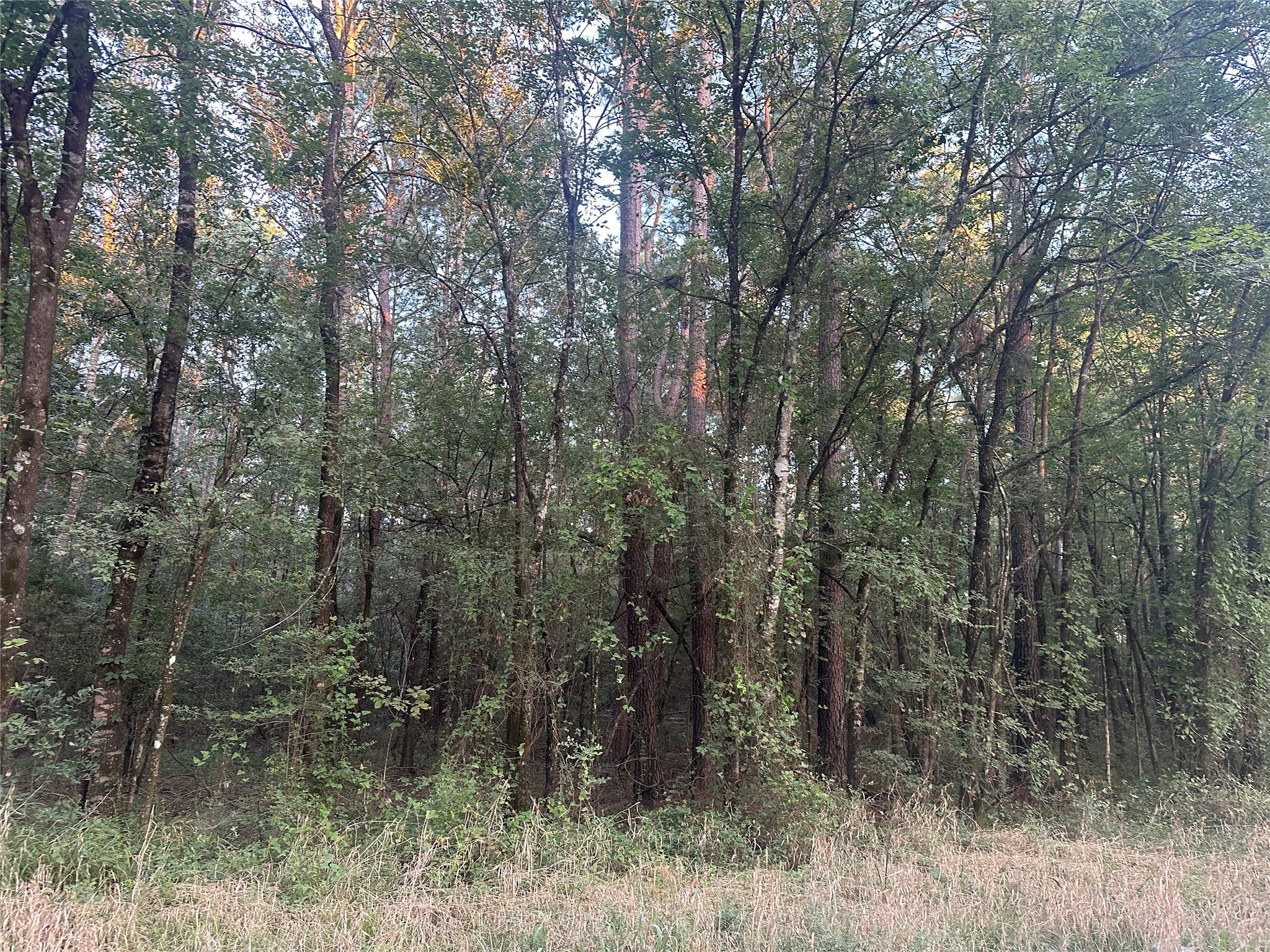 2103 Jenkins Road Coldspring, TX 77331 - Photo 3 of 24 a view of a forest