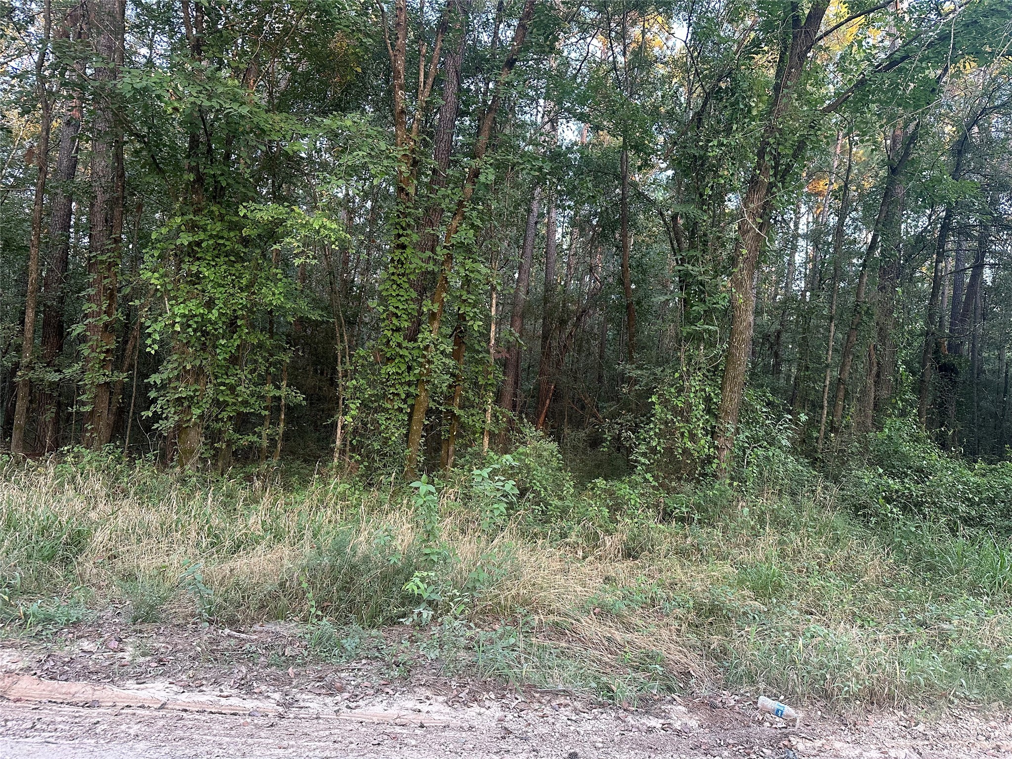 2103 Jenkins Road Coldspring, TX 77331 - Photo 4 of 24 a view of a forest with trees in the background