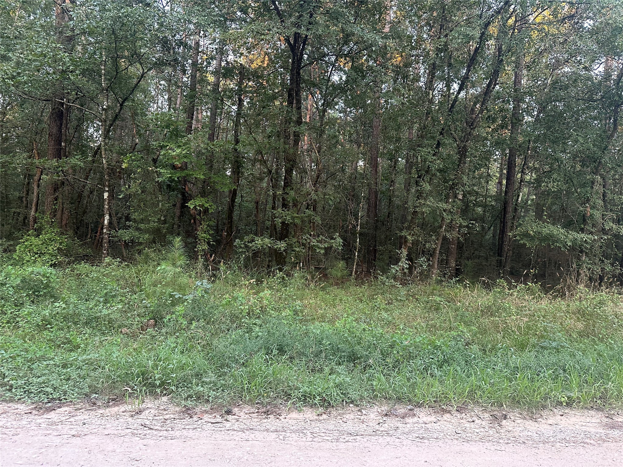 2103 Jenkins Road Coldspring, TX 77331 - Photo 5 of 24 a view of outdoor space and green space