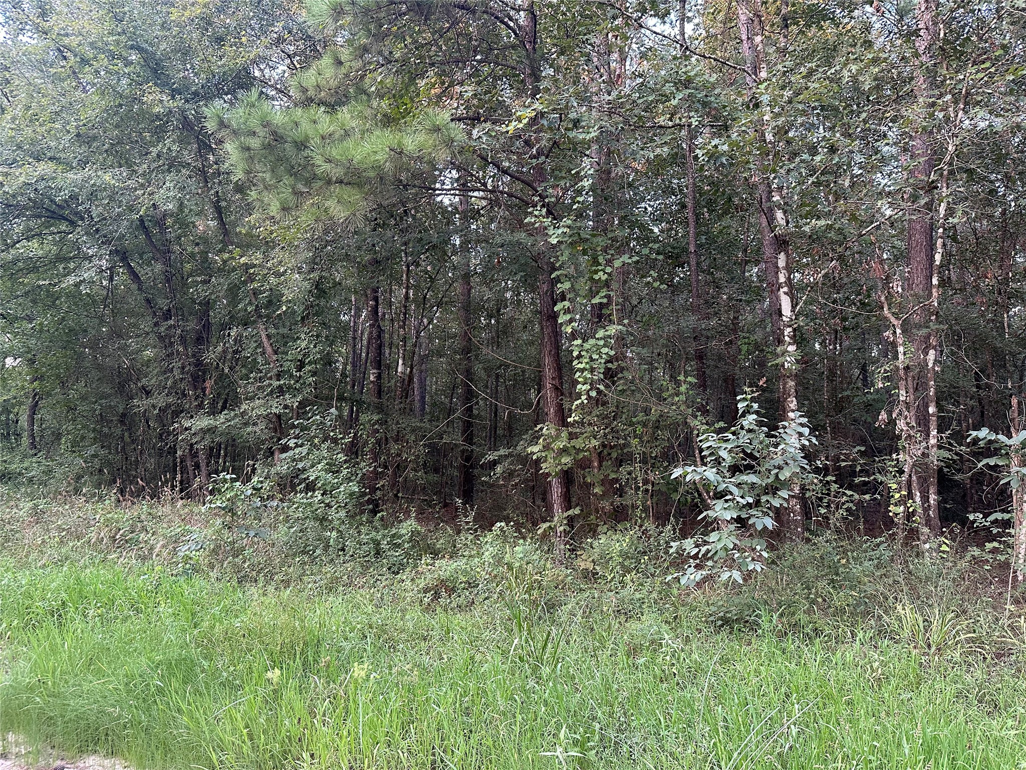 2103 Jenkins Road Coldspring, TX 77331 - Photo 6 of 24 a view of a lush green forest