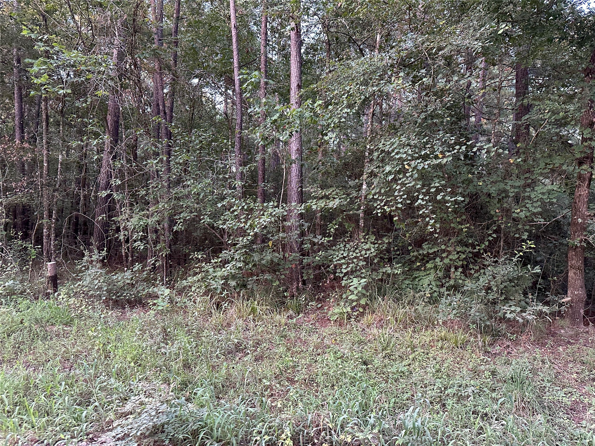 2103 Jenkins Road Coldspring, TX 77331 - Photo 8 of 24 a view of a forest with trees
