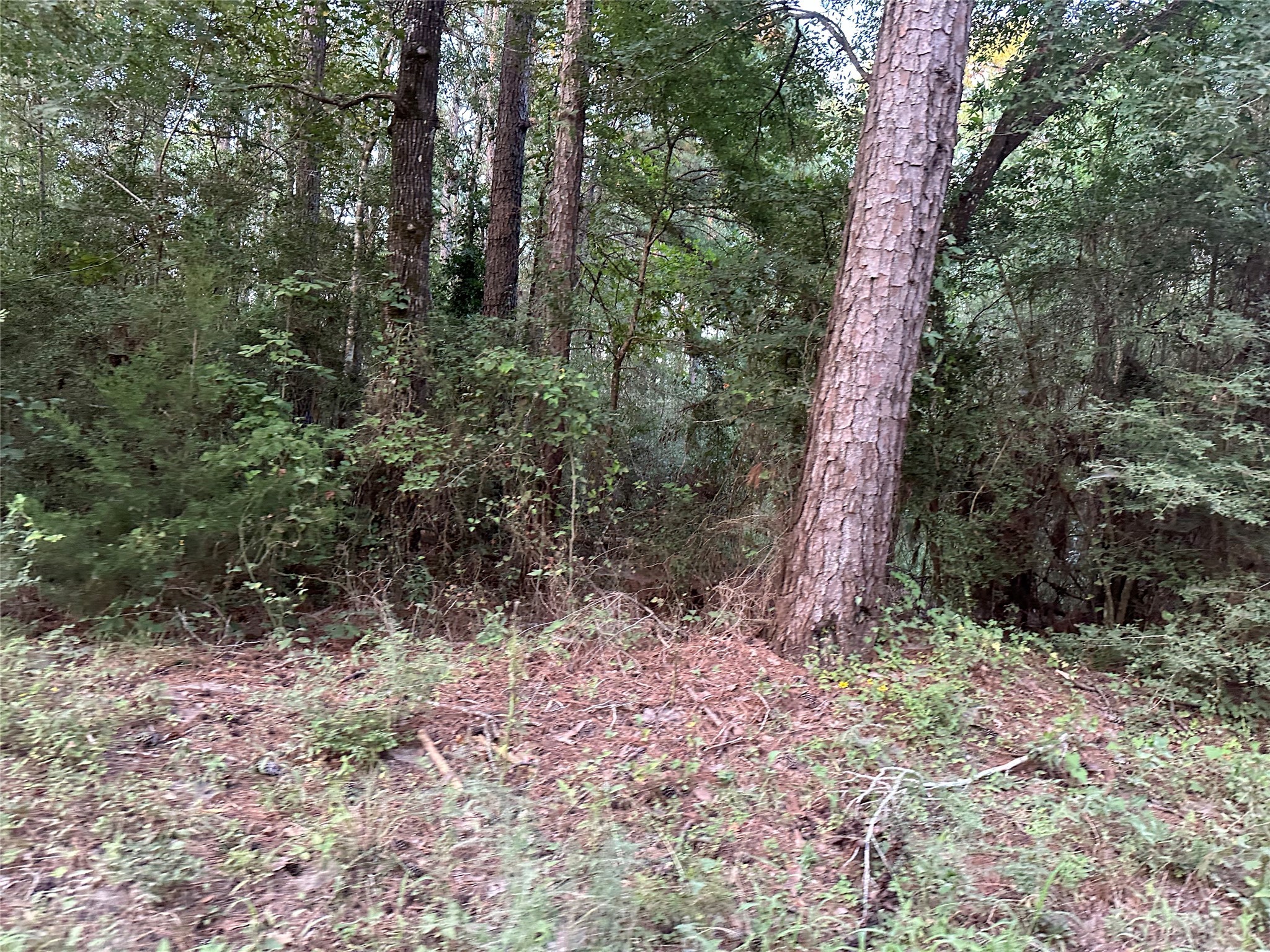 2103 Jenkins Road Coldspring, TX 77331 - Photo 9 of 24 a view of a forest that has large trees
