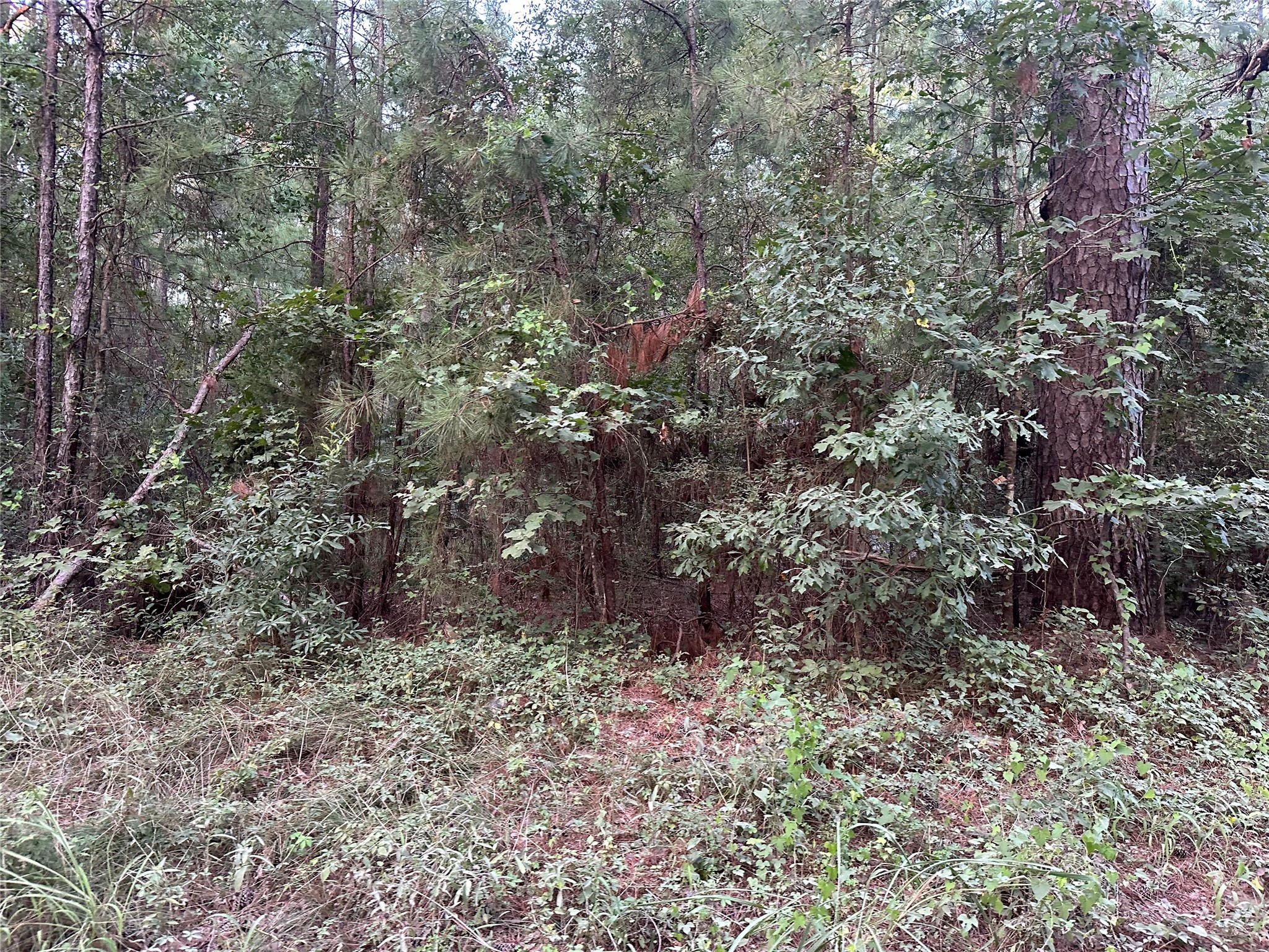 2103 Jenkins Road Coldspring, TX 77331 - Photo 10 of 24 a view of a yard