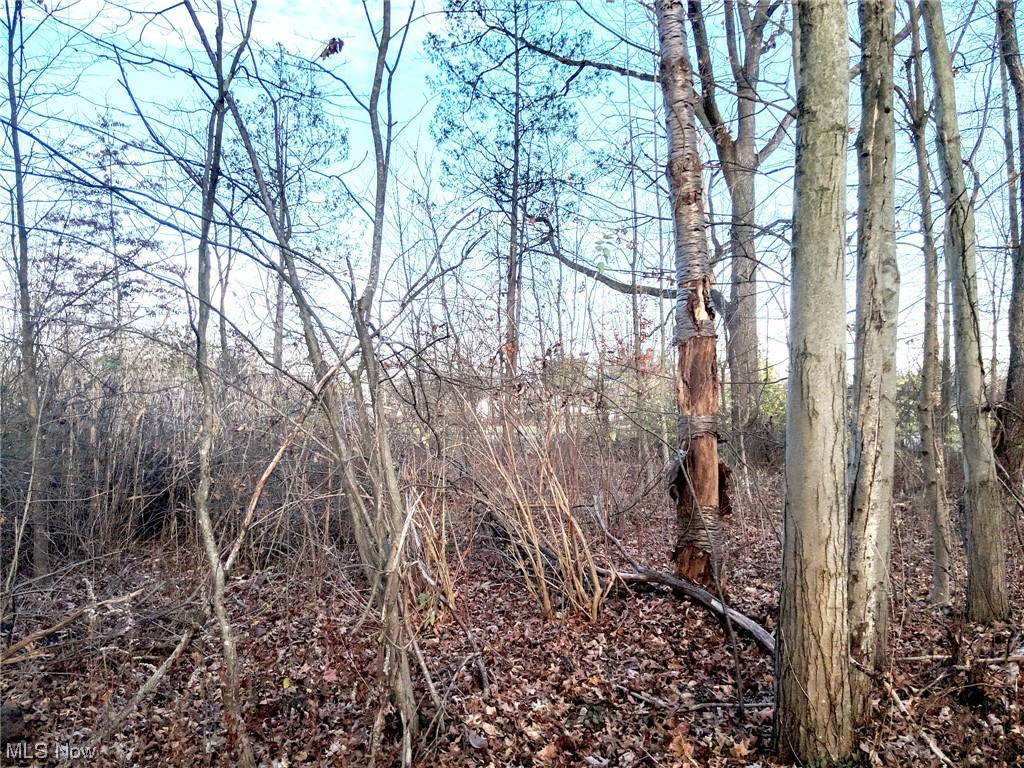 0 South Meridian Road Youngstown, OH 44515 - Photo 14 of 24 View of mother earth's splendor