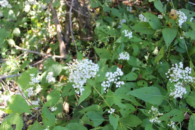 $302,685 | Tract 13-7530 West Private Road 775 South, Commiskey, IN 47227