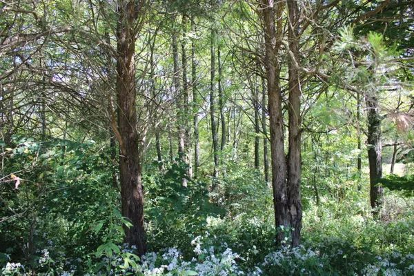 $265,000 | Tract 13-7530 West Private Road 775 South, Commiskey, IN 47227
