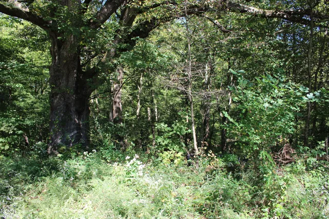 $302,685 | Tract 13-7530 West Private Road 775 South, Commiskey, IN 47227