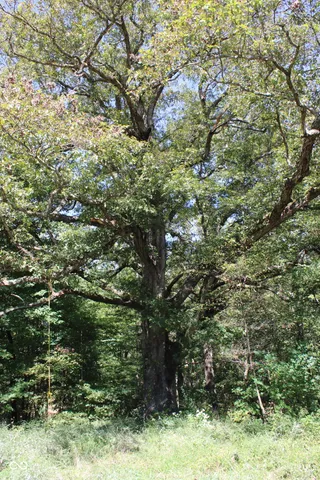 $302,685 | Tract 13-7530 West Private Road 775 South, Commiskey, IN 47227