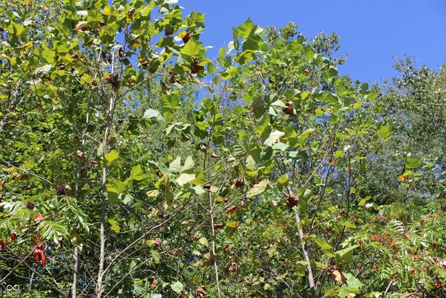 $302,685 | Tract 13-7530 West Private Road 775 South, Commiskey, IN 47227