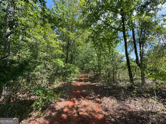 a view of a forest with trees in the background