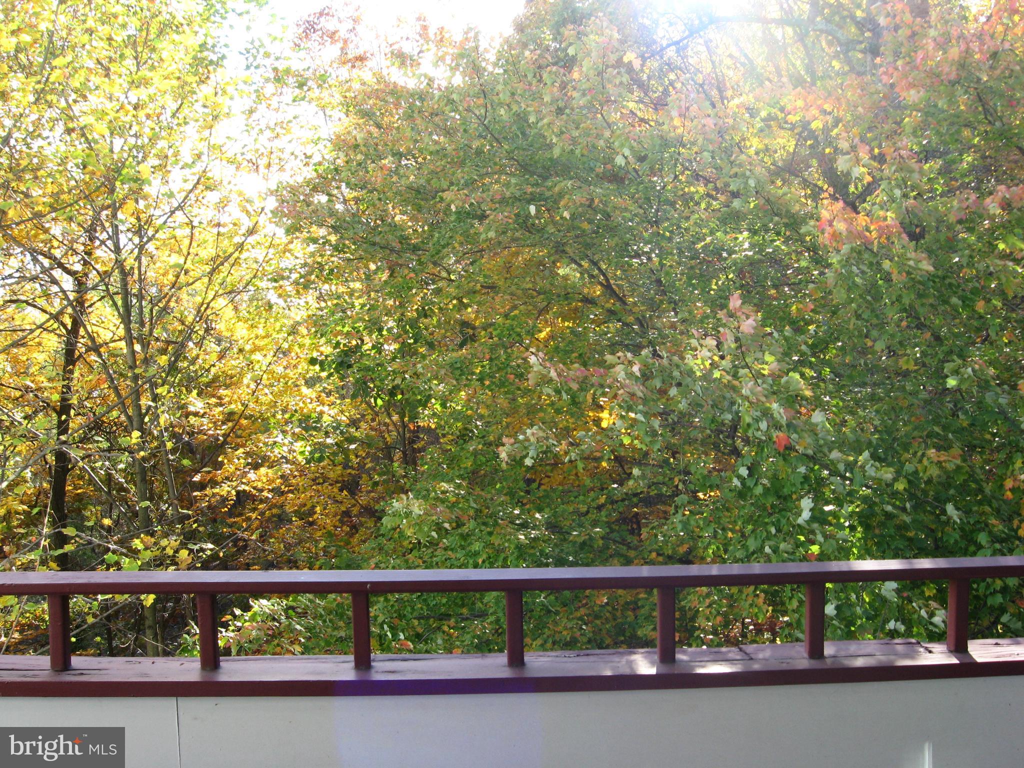 13603 Sir Thomas Way, Unit 2B33 Silver Spring, MD 20904 - Photo 21 of 31 Summer View from Balcony - Full Tree Canopy