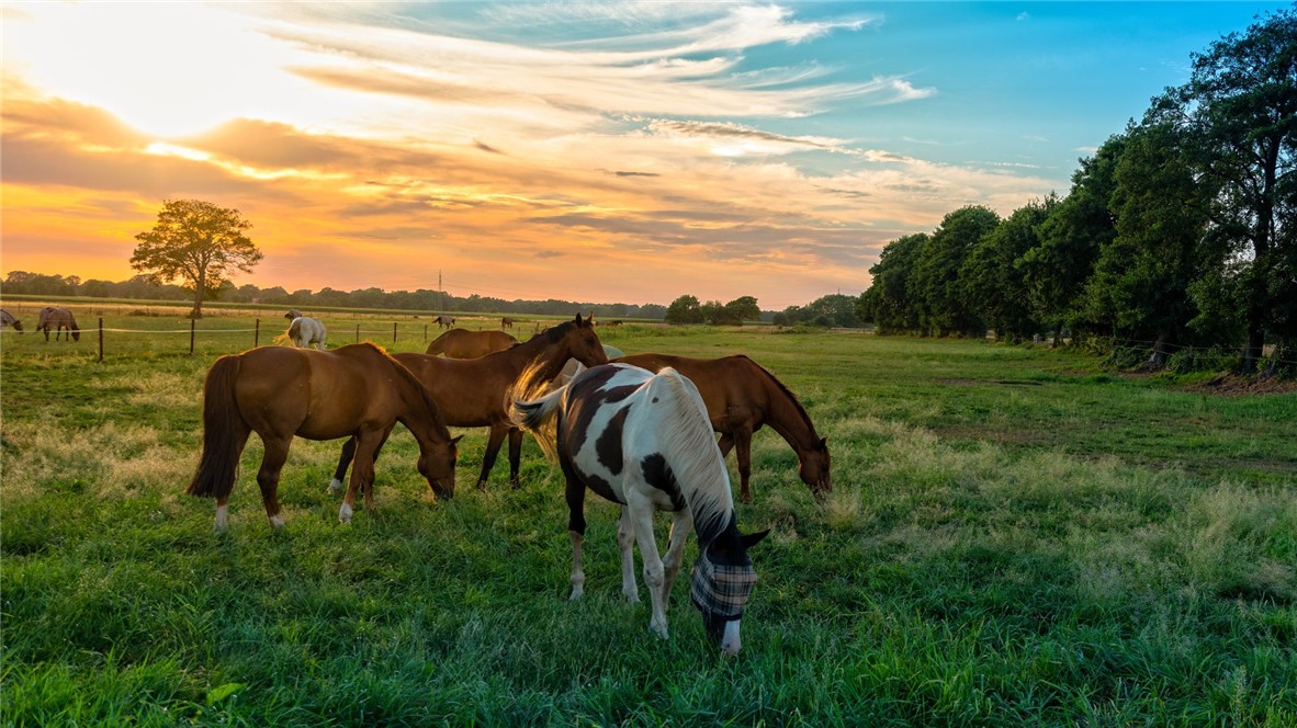 6466 Garhole View Lane Bryan, TX 77808 - Photo 7 of 9 a view of a yard in front of the house