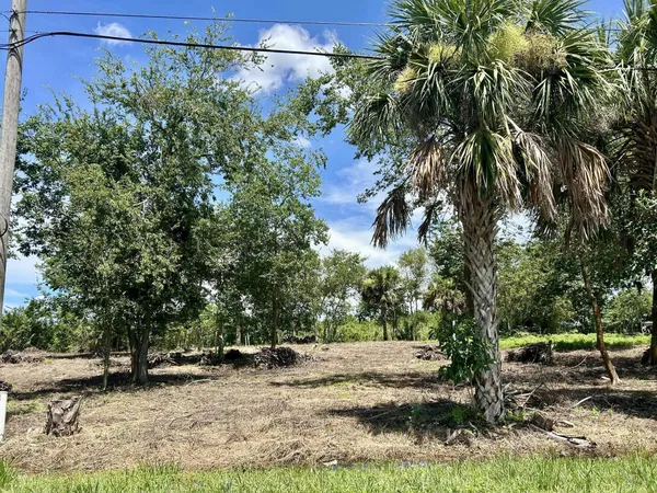 a view of a yard with tree