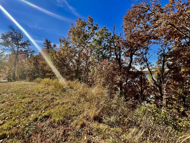 a view of a tree with a yard