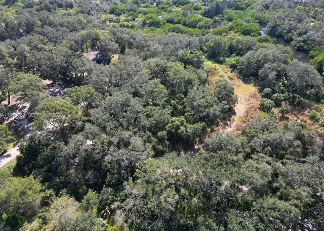 a view of a forest with a tree