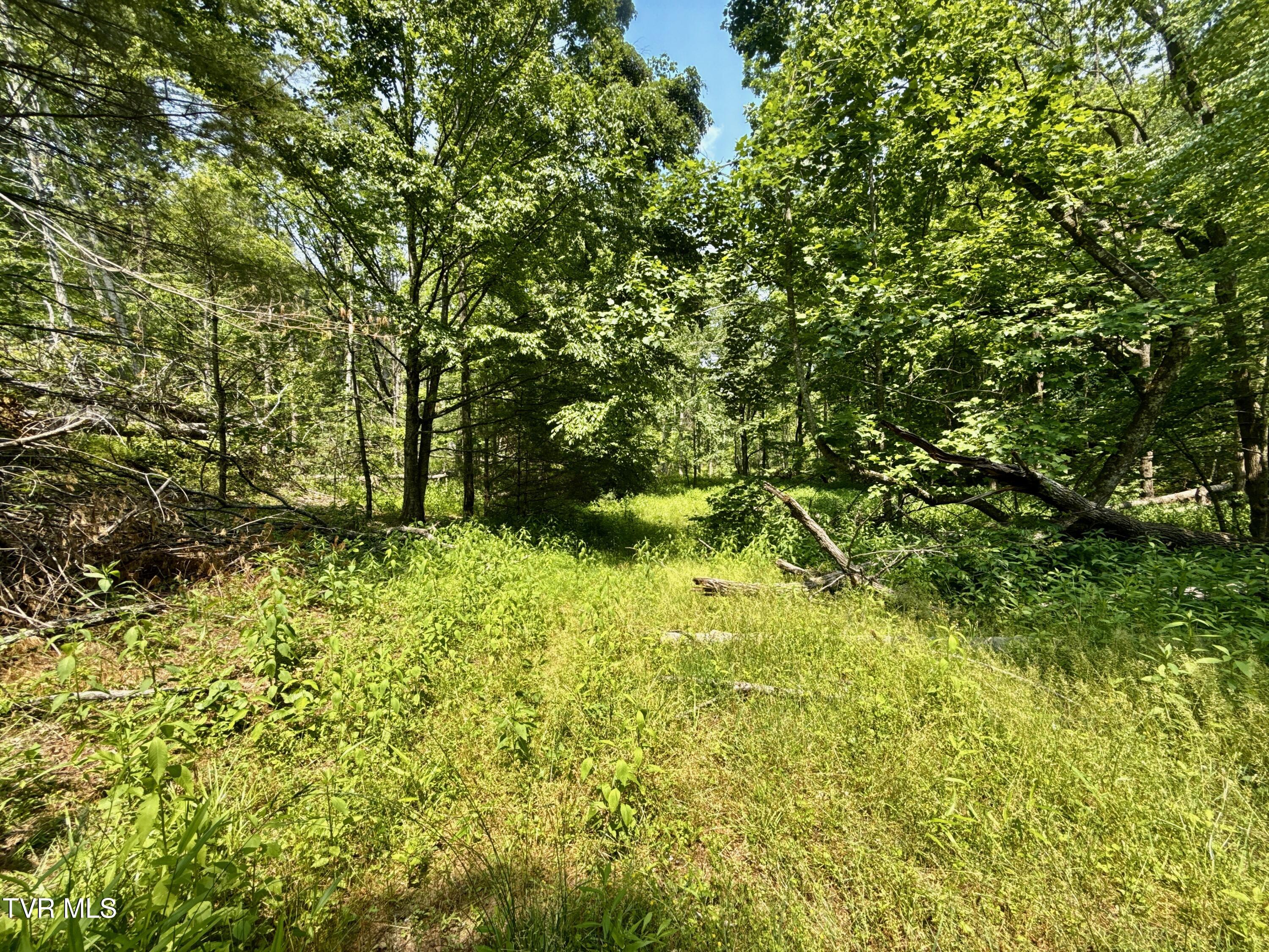99-ac Copperhead Hollow Road Butler, TN 37640 - Photo 4 of 22 _Pic4 (76)
