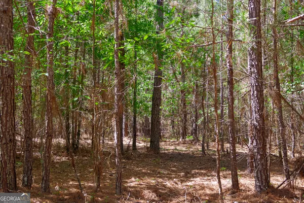a view of a forest with trees